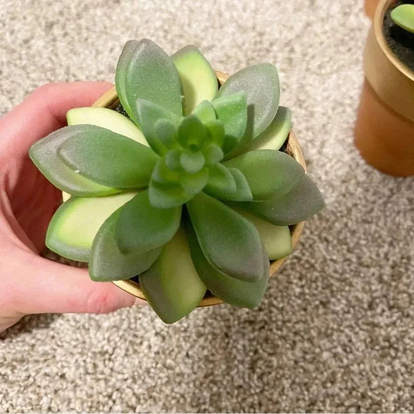 Set of 3 terracotta faux succulents new - Picture 6 of 12
